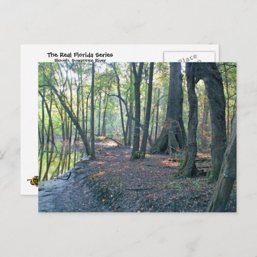 Suwannee River Slough Postkarte (Vorne/Hinten)