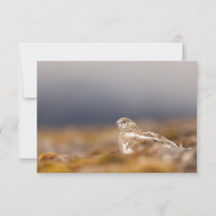 Svalbard Ptarmigan Nature Foto-Karte