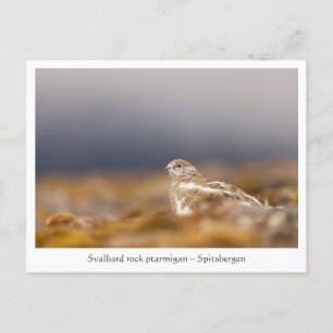 Svalbard Ptarmigan Wildlife Foto Postkarte