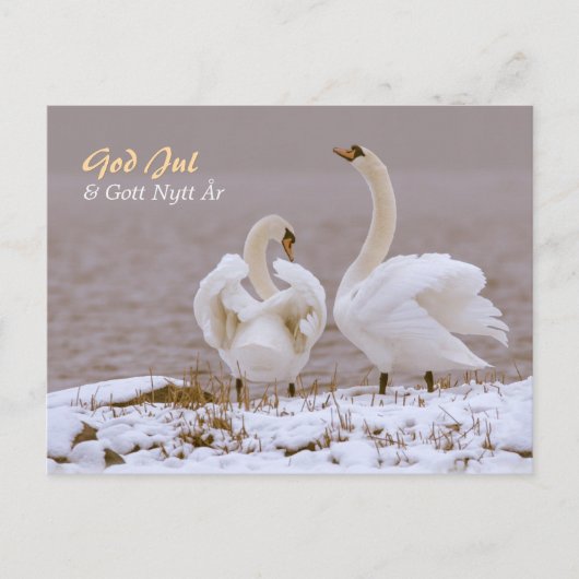 Svanpar i nysnö CC0804 Julhälsning Postkarte (Vorderseite)
