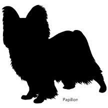 Papillon