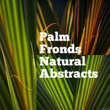 Palm Fronds Natural Abstracts