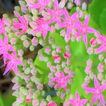 Hot Pink Succulent Sedum with Fleshy Green Leaves