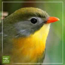 WWN Birds (Babblers)