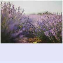 Pastel Lavender Solid Color