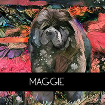 MAGGIE THE BLACK CHOW