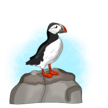 Puffins