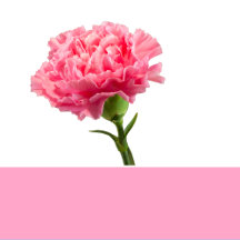 Carnation Pink Solid Color