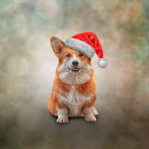 Welsh Corgi in red hat of Santa Claus
