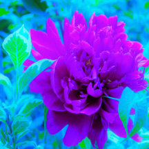 Moody Purple Peony with Beautiful Foliage