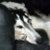 Borzoi Gifts