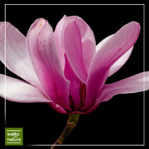 WWN Trees (Magnolias)