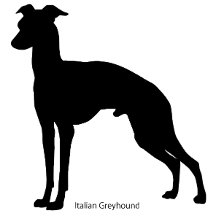 Italian Greyhound
