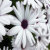 Nov_Flo