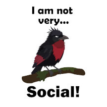 Red Ruffed Fruitcrow - I am Not Very Social
