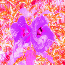 Two Purple and Hot Pink Plum Crazy Hibiscus