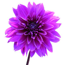 Pink Purple Indigo Dahlia "Claudine Boerner"