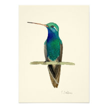 Broad-billed Hummingbird