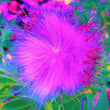 Psychedelic Nature Ultra-Violet Purple Milkweed 