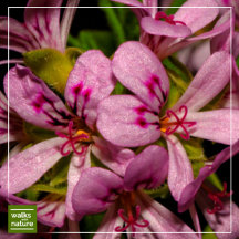 WWN Flowers (Geraniums)