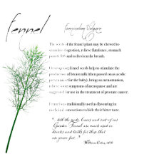 The Herb Fennel