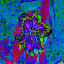 Psychedelic Purple and Lime Green Lily Flower