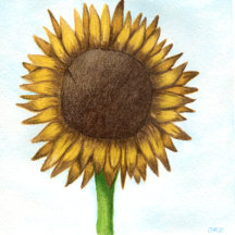 Pretty Colorful Sunflower Drawing Collection