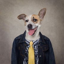 Shelter Pets Project - Alex