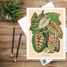 Houseplants and Lush Foliage