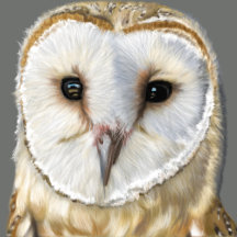 The Beautiful Barn Owl Collection