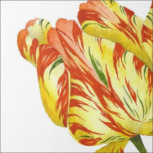 Fiery Tulips