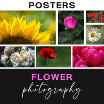 Flower Photography Posters