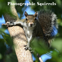 Squirrels Photographic Wildlife