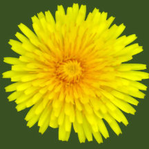 Summer Dandelion