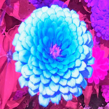 Pretty Blue Zinnia in the Purple Summer Garden