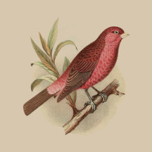 Birds, Botanicals & Butterflies Collection Pillows