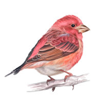 Cute Purple Finch Bird