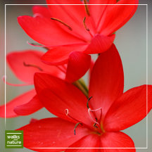 WWN Flowers (Hesperantha)