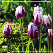 WWN Flowers (Tulips)