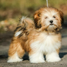 Lhasa Apso