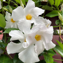 Favorite photo return address labels