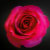 Steph_H_Photos