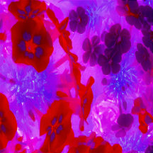 Pretty Purple and Red Garden Phlox Flowers