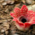 RarePlants95
