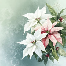 Elegant Pink and White Christmas Poinsettias 