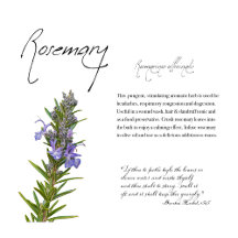The Herb Rosemary