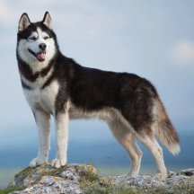 Husky