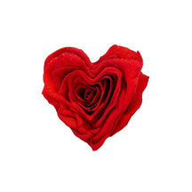Red Rose Heart Shape