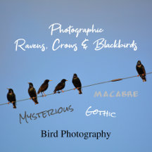 Ravens Crows and BlackBirds
