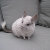 Chinchilla_Affection